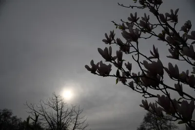 DSC_6931 (Large).JPG